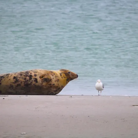 Apartmán Steffis-strand-schule *