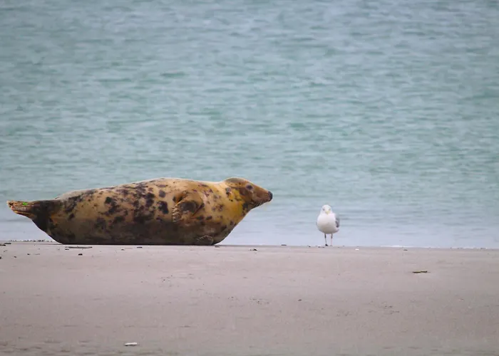 アパート Steffis-strand-schule *